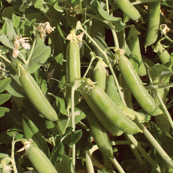 Pea (Organic) Seeds - Ambassador image