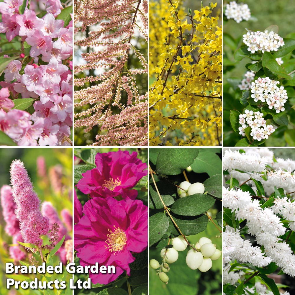 Nurserymans Choice Shrub Mix image