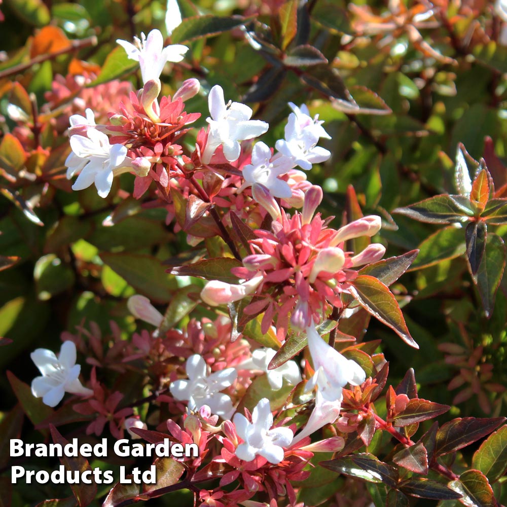 Abelia x grandiflora image