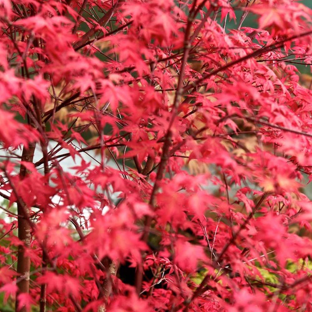 Acer palmatum Beni-Malko image