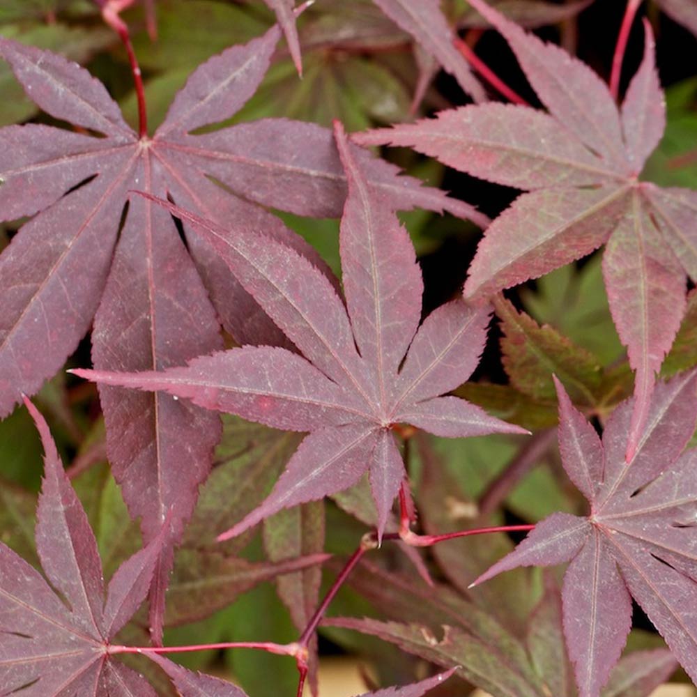 Acer palmatum 'Bloodgood' image