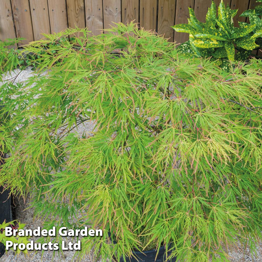 Acer palmatum 'Seiryu' image