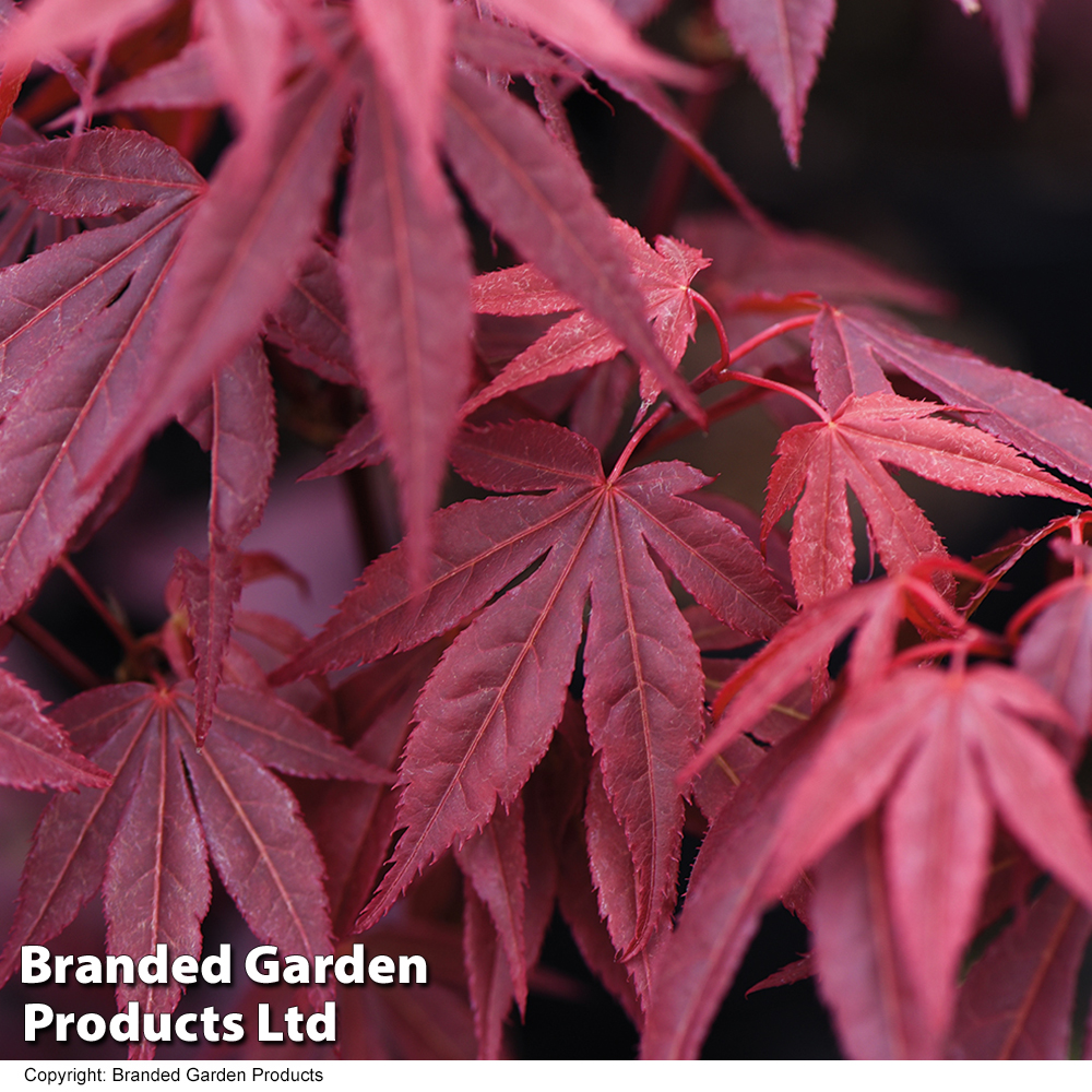 Acer palmatum 'Atropurpureum' image