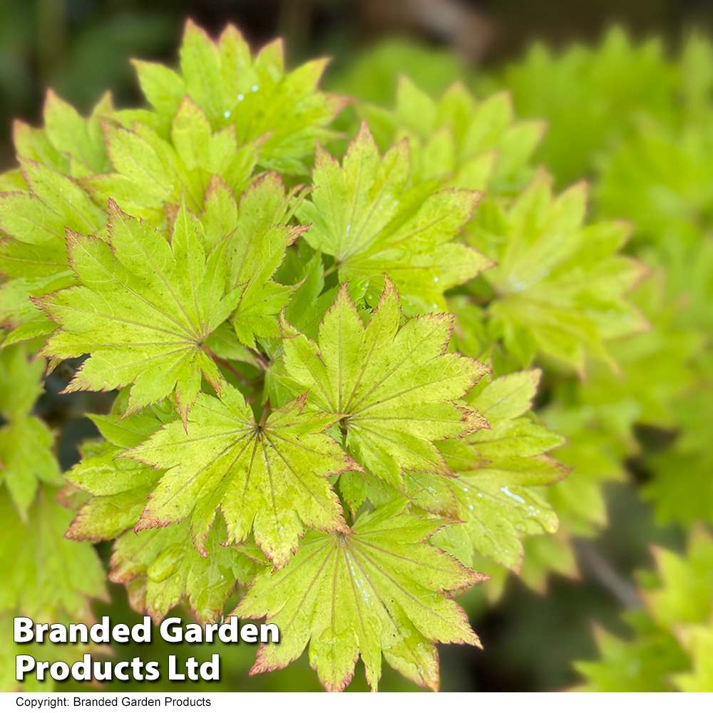 Acer Shirasawanum Aureum image