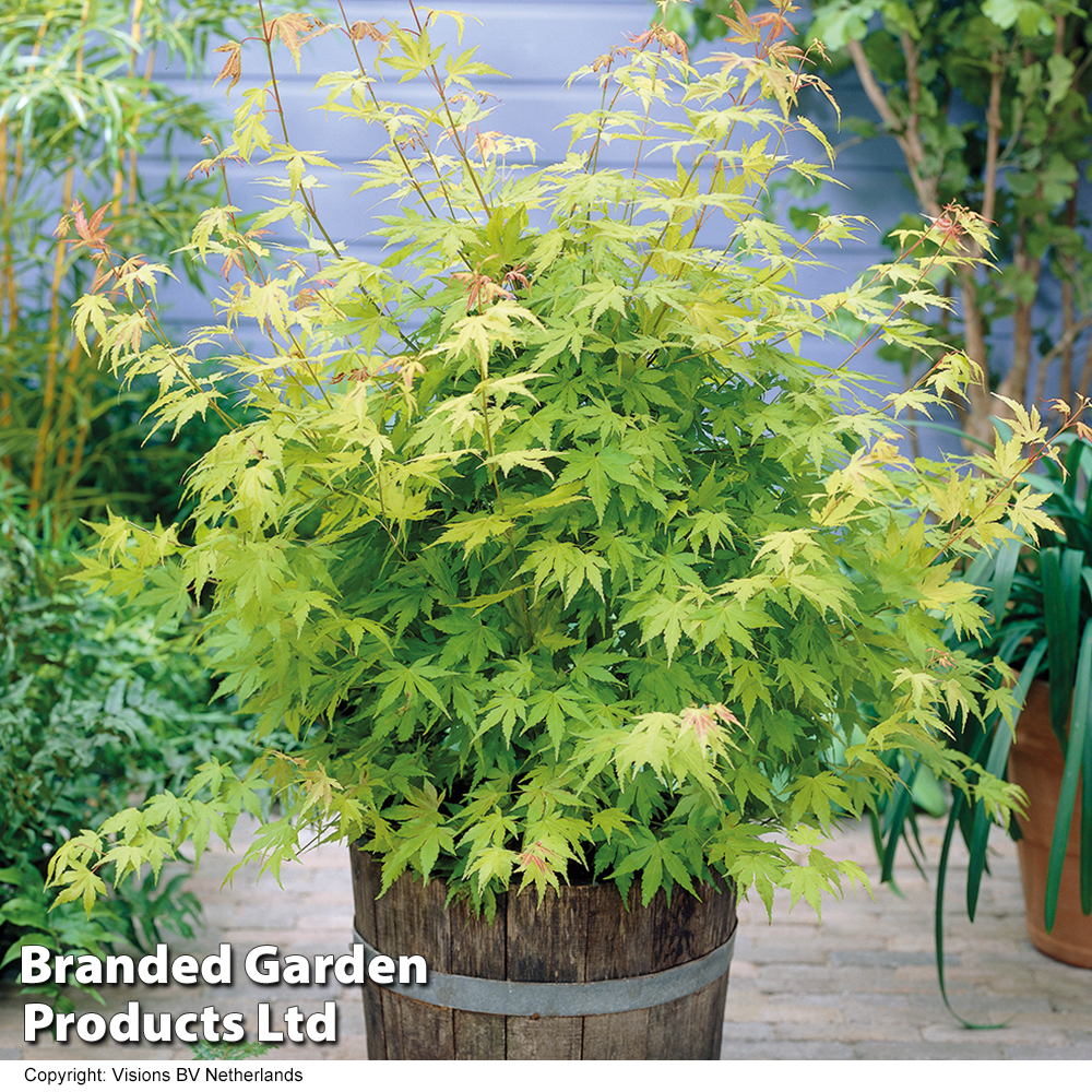 Acer palmatum 'Orange Dream' image