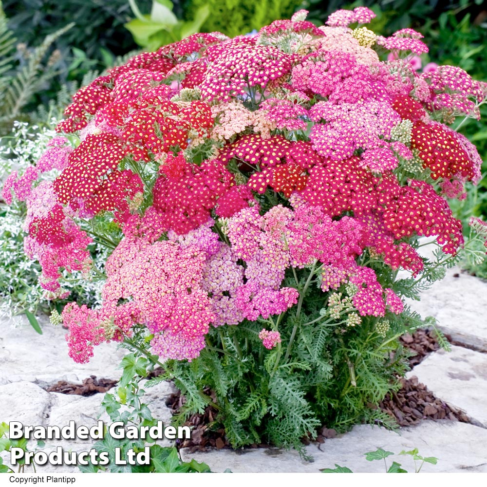 Achillea millefolium 'Summer Pastels' image