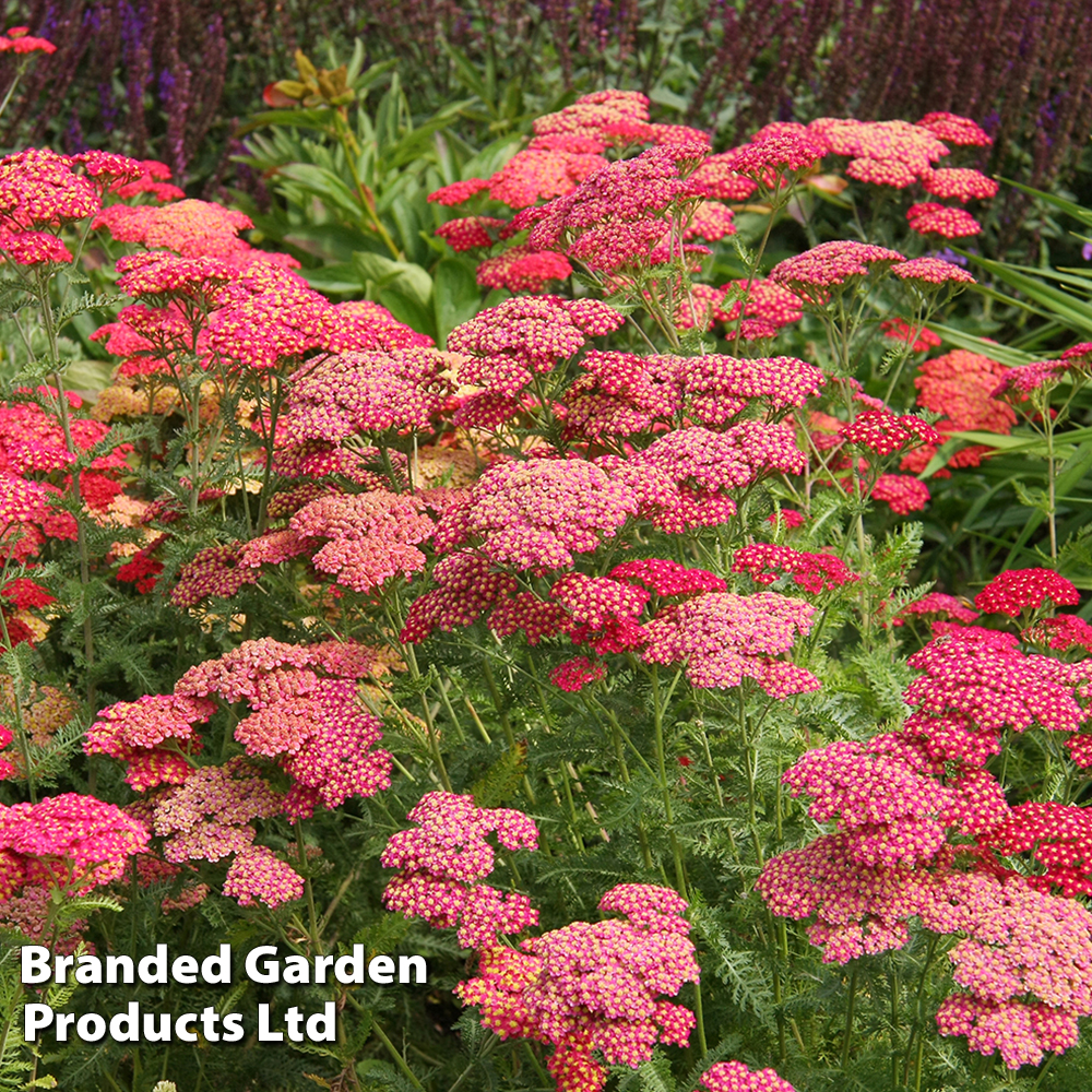 Achillea millefolium 'Cerise Queen' image