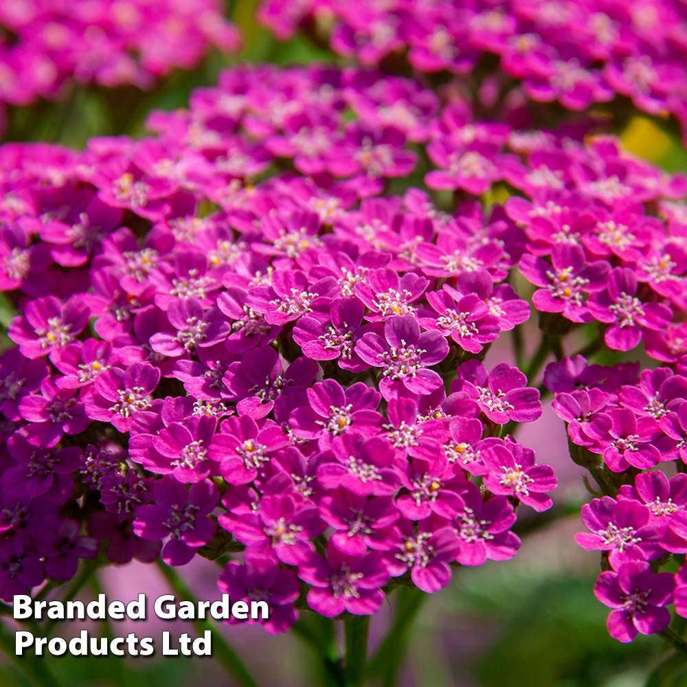 Achillea millefolium 'Lilac Beauty' | Dobies