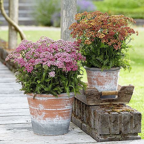 Achillea millefolium 'Colorado' Mixed image