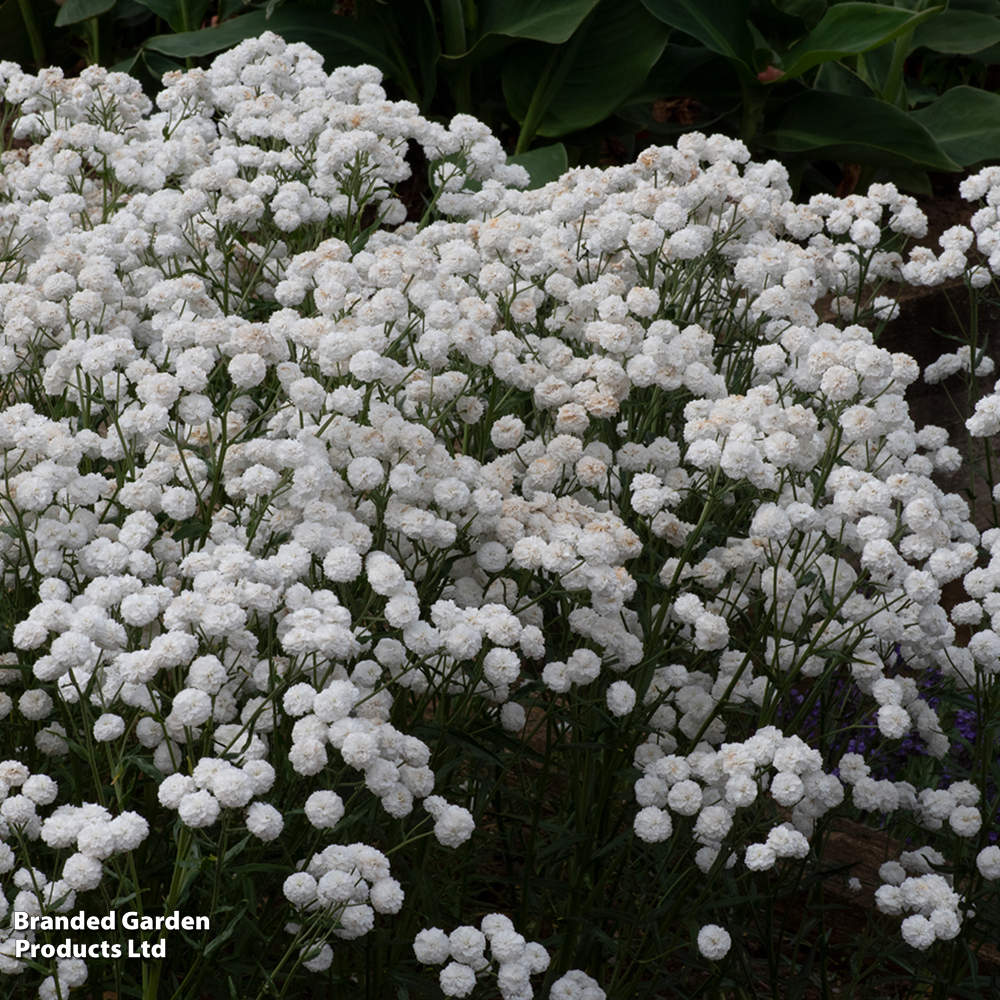 Achillea ptarmica 'Peter Cottontail' image