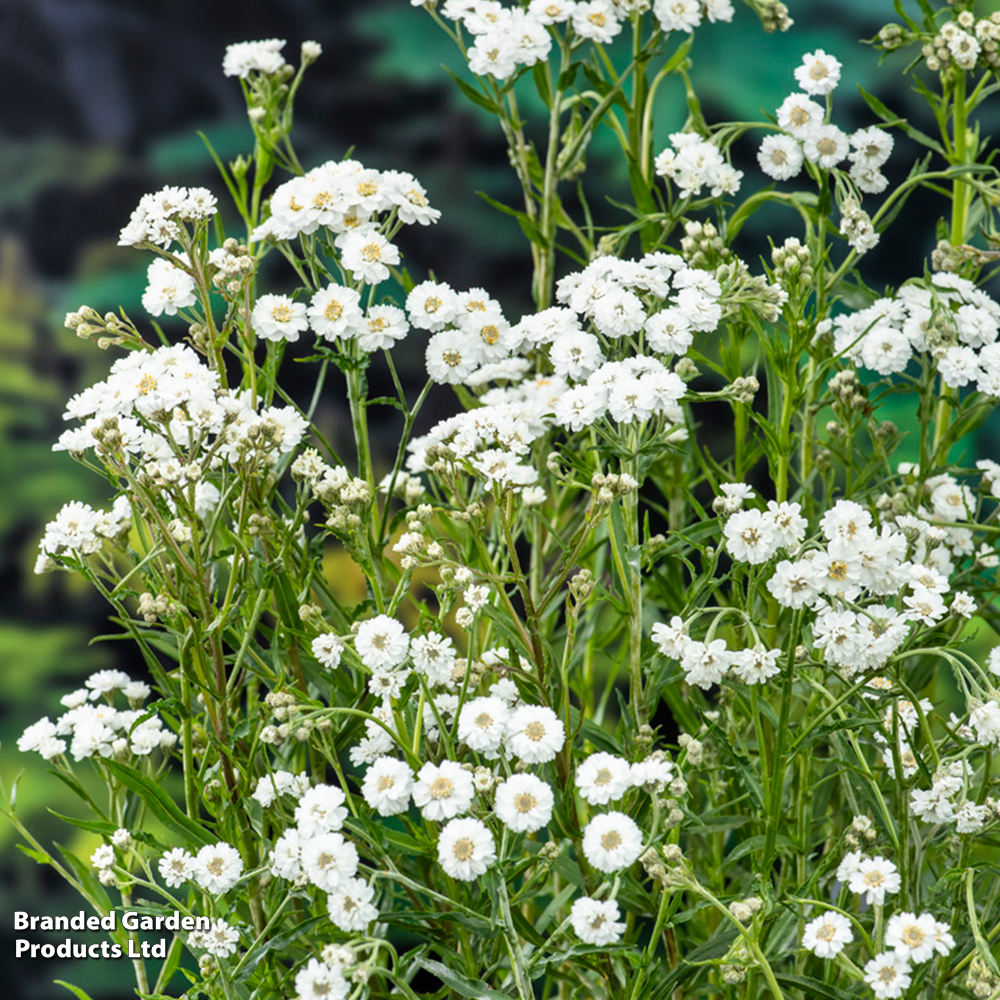 Achillea ptarmica (Marginal Aquatic) image