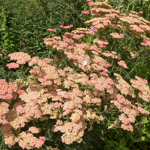 Achillea 'Summer Fruits Salmon' image