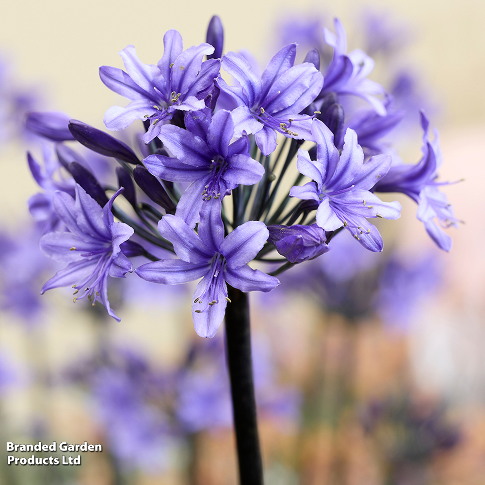 Agapanthus 'Black Arrow' image