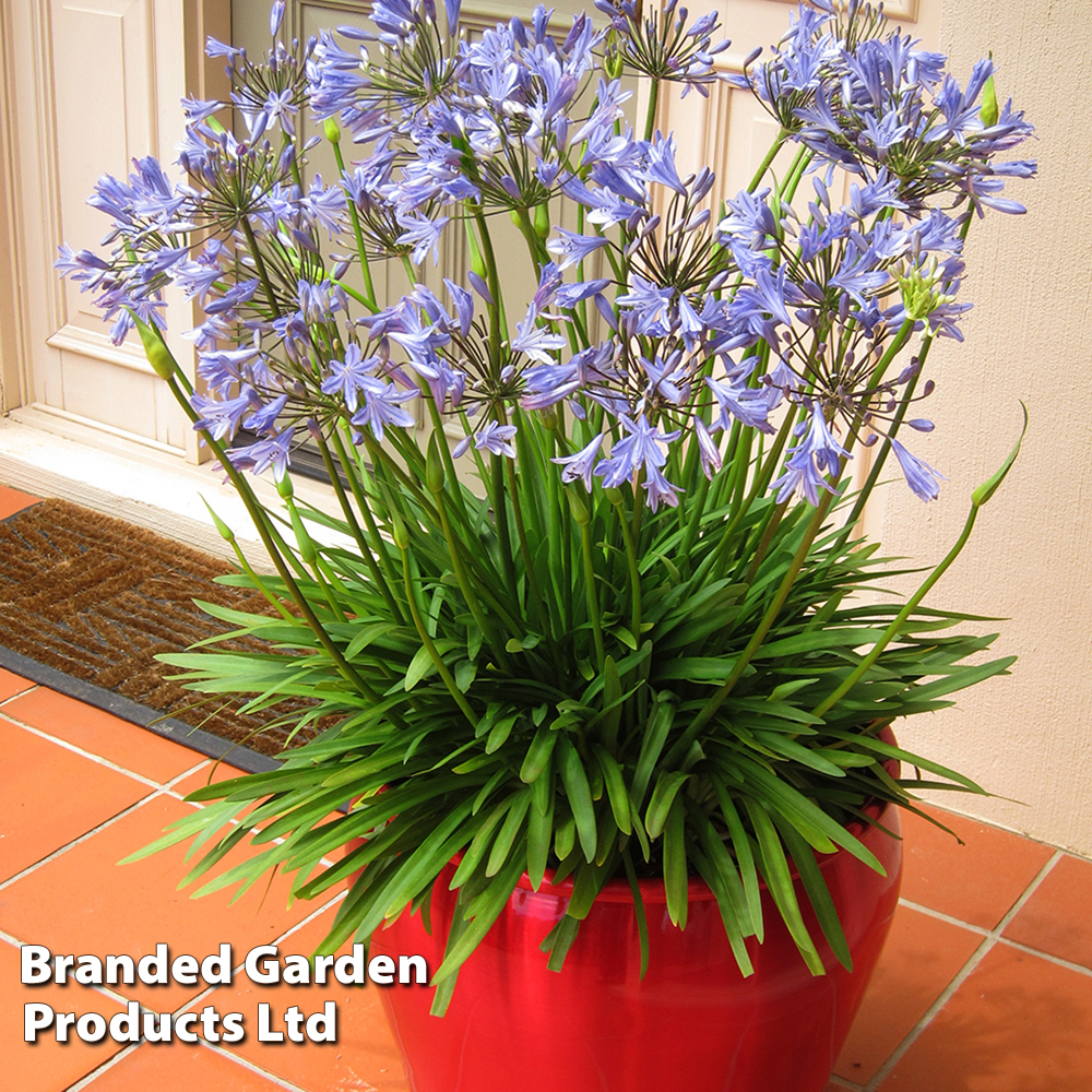 Agapanthus 'Bluestorm' image