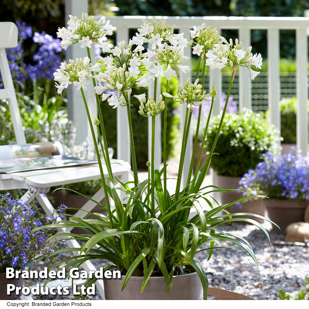 Agapanthus 'Polar Ice' image