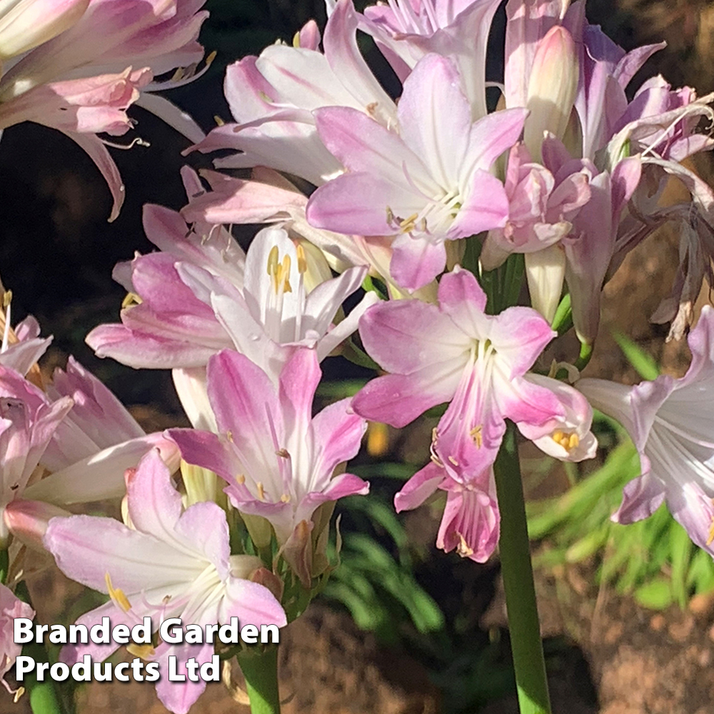 Agapanthus 'Blush Pink' image