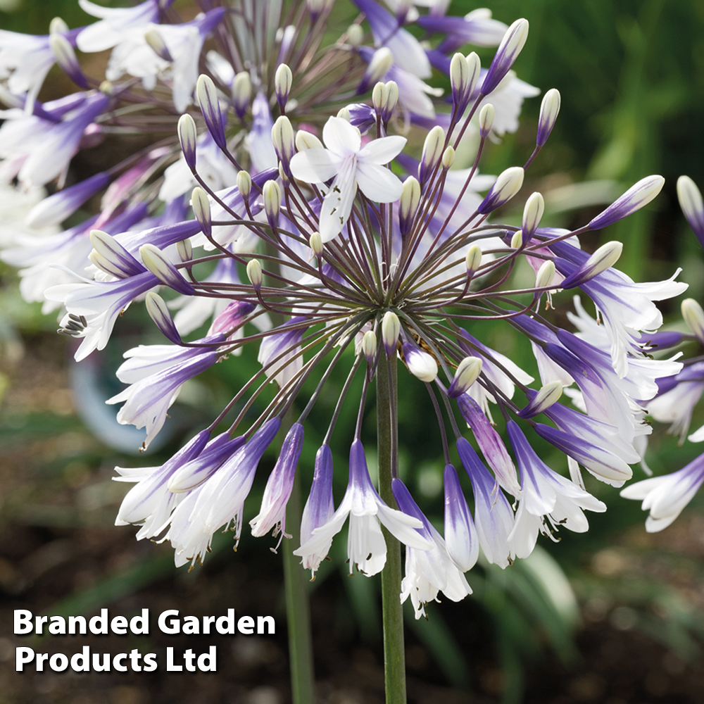 Agapanthus 'Fireworks' image