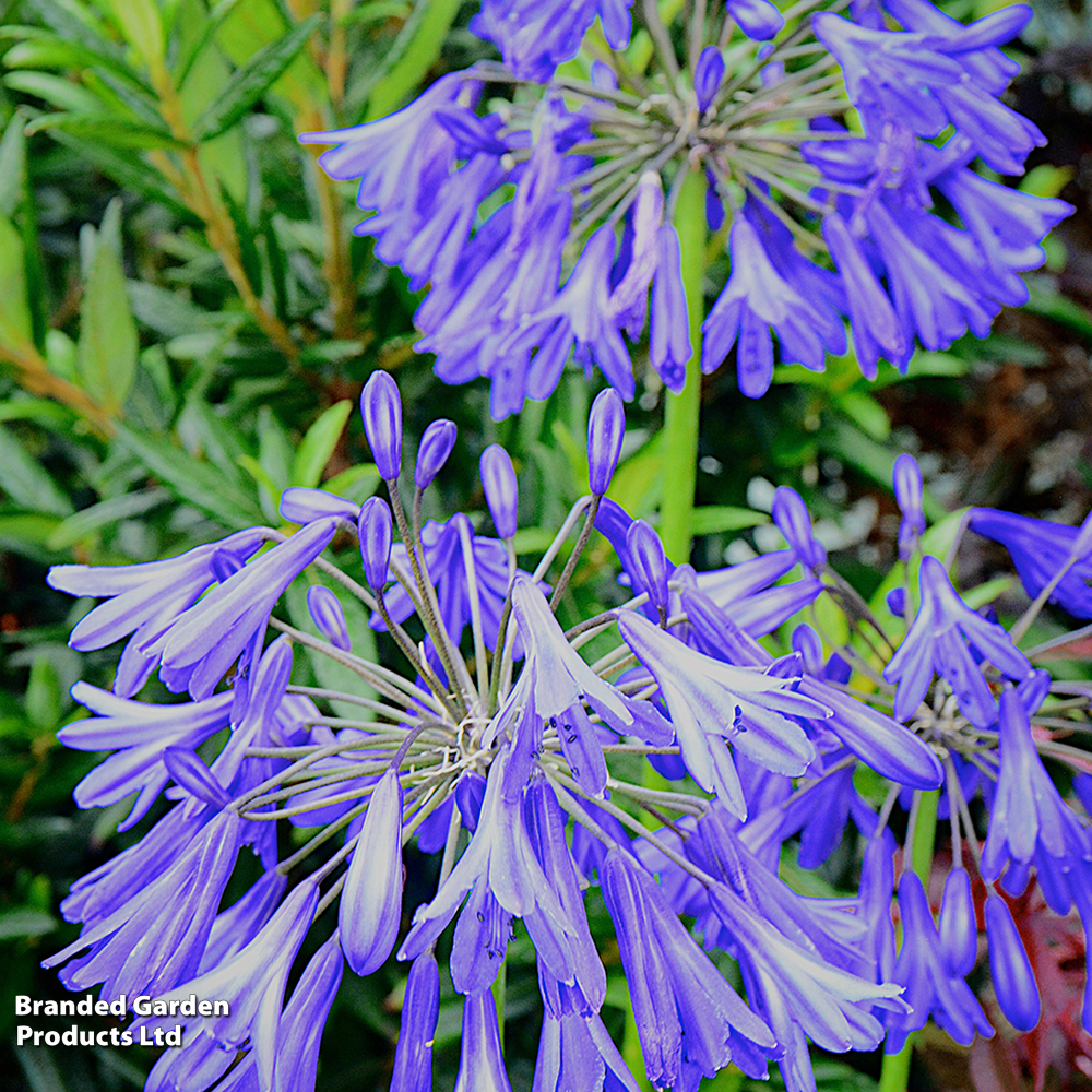 Agapanthus africanus 'His Majesty' image