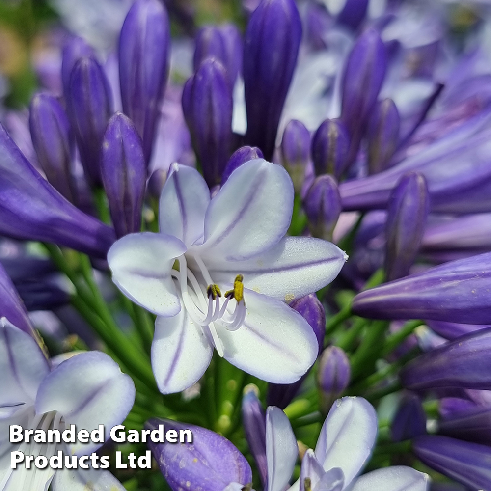 Agapanthus 'Midnight Moon' image