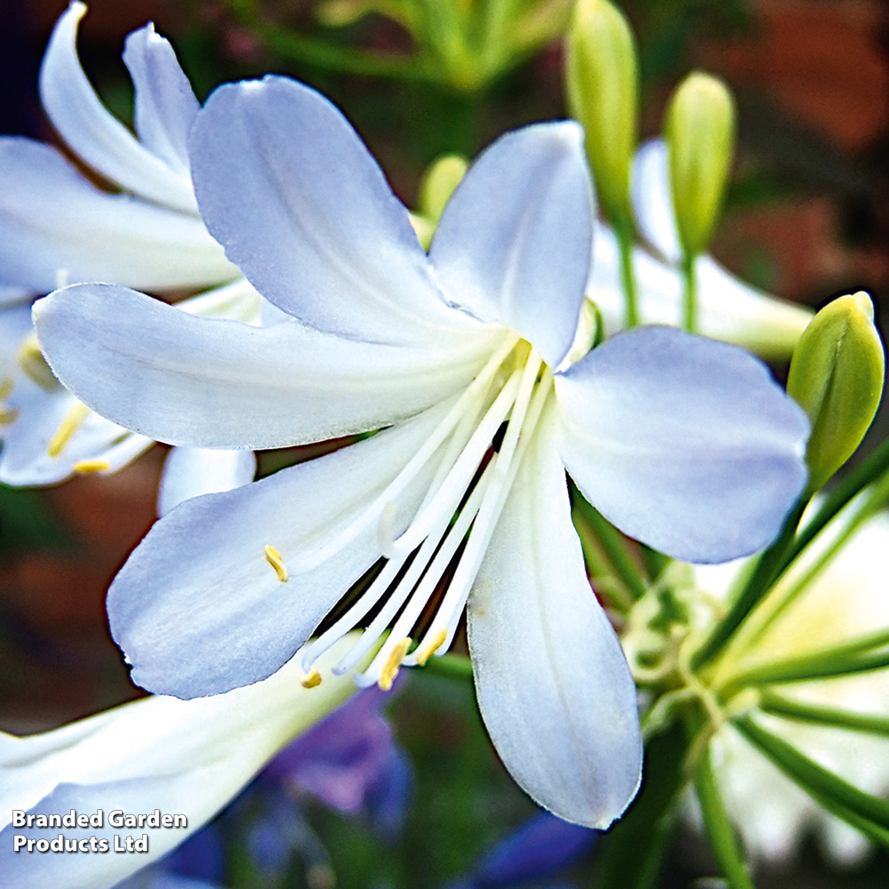 Agapanthus africanus 'Silver Baby' image