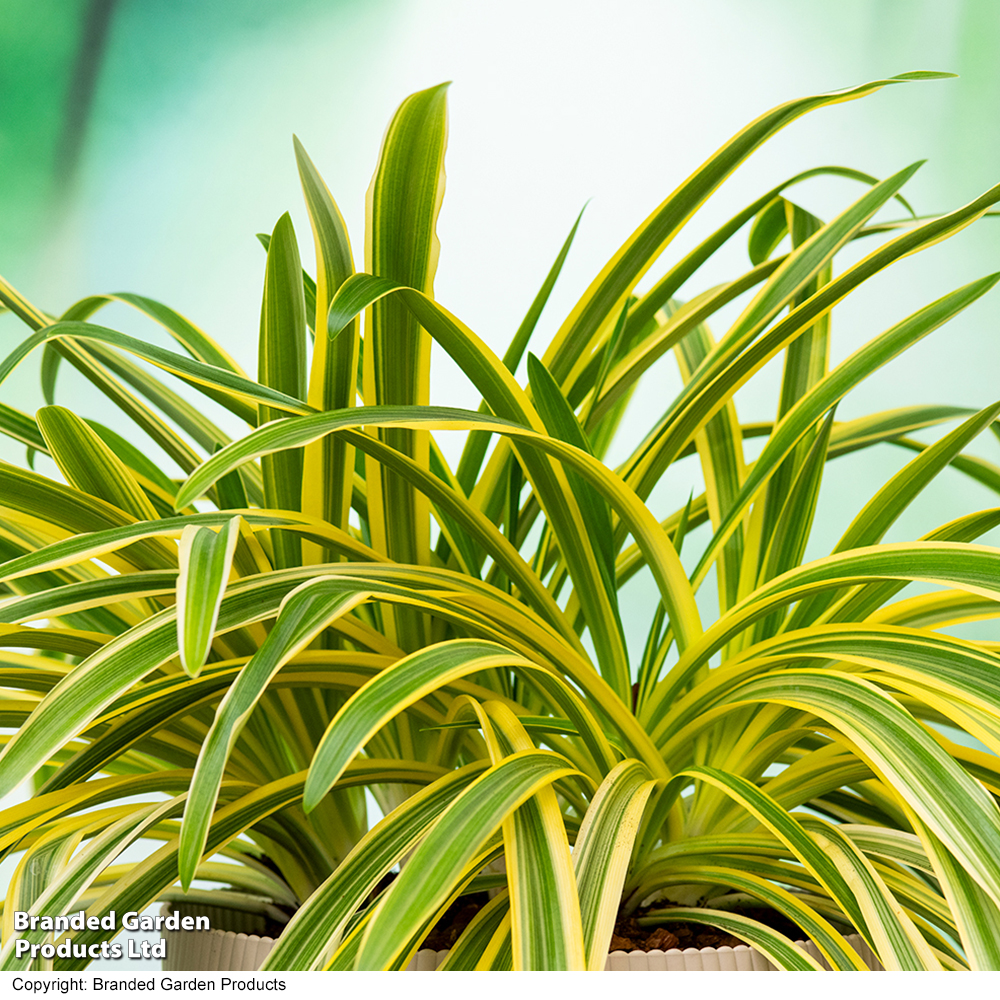 Agapanthus 'Zambezi' image