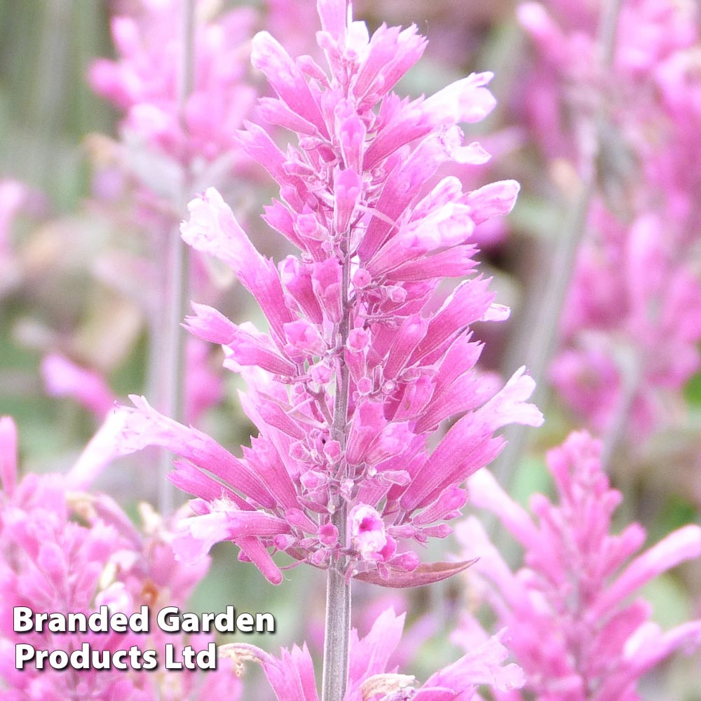 Agastache 'Bolero' image