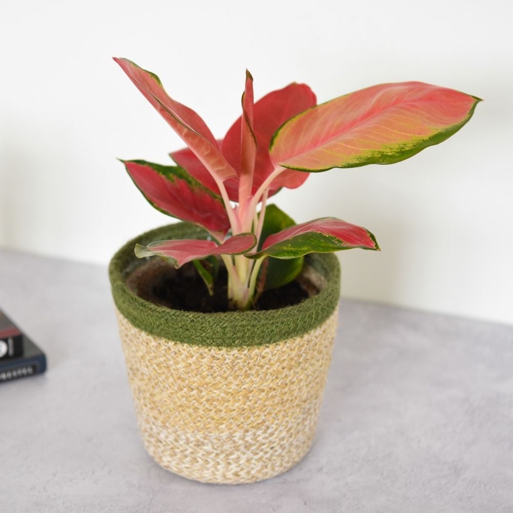 Aglaonema Orange Star image