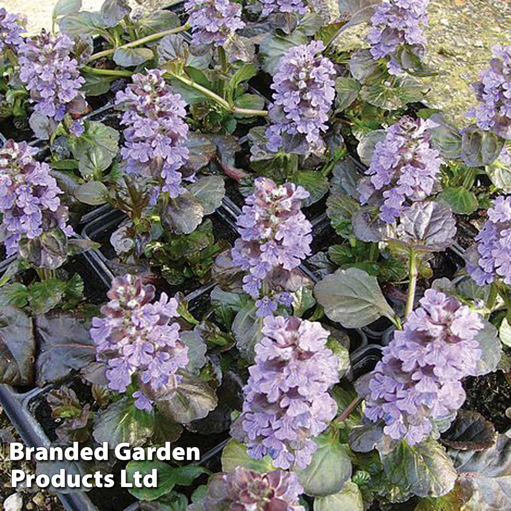 Ajuga reptans 'Black Scallop' | Dobies