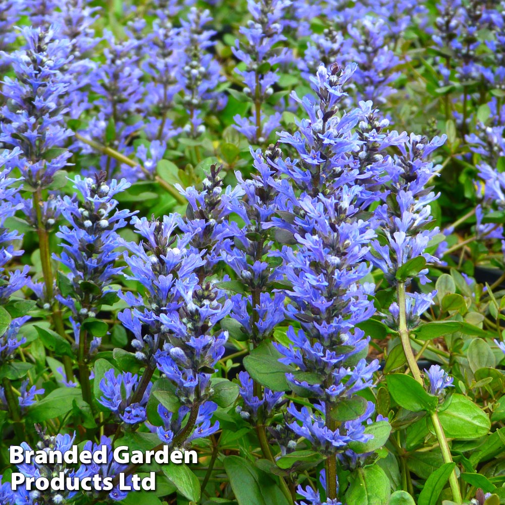 Ajuga reptans 'Chocolate Chip' image