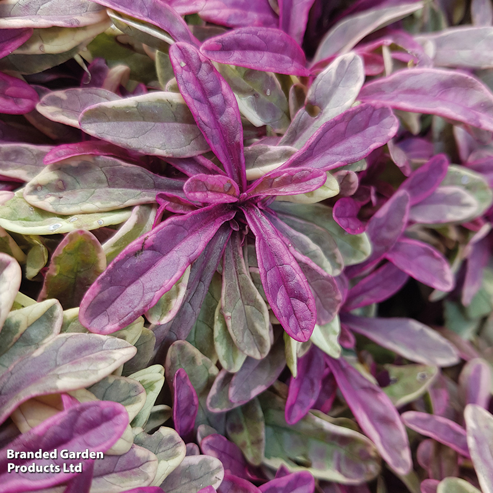 Ajuga tenorii 'Princess Nadia' image