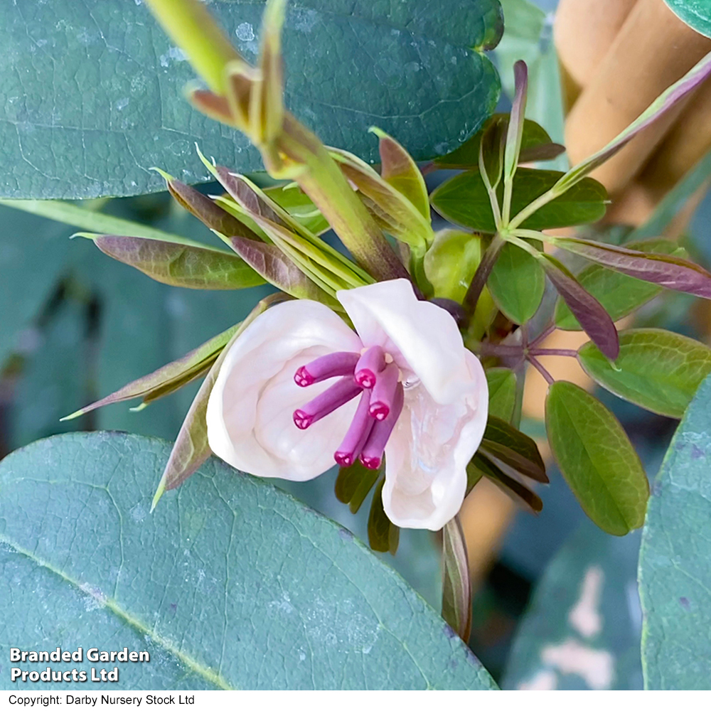 Akebia quinata 'Cream Form' image