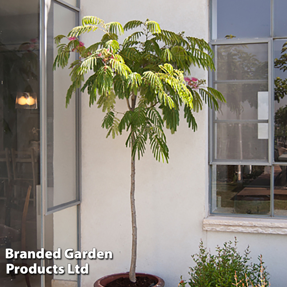 Albizia julibrissin 'Ombrella' image