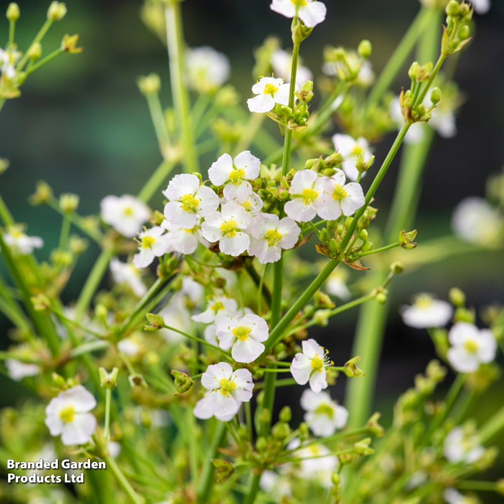 Alisma parviflora (Marginal Aquatic) image