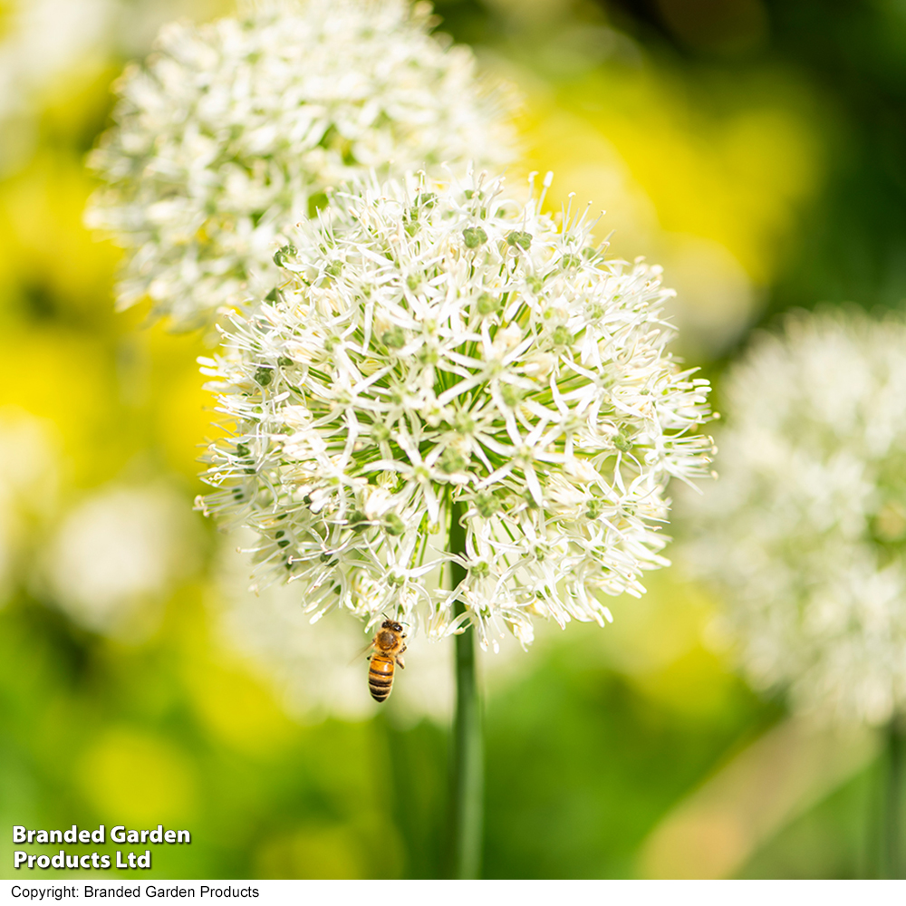 Allium stipitatum 'Mount Everest' image