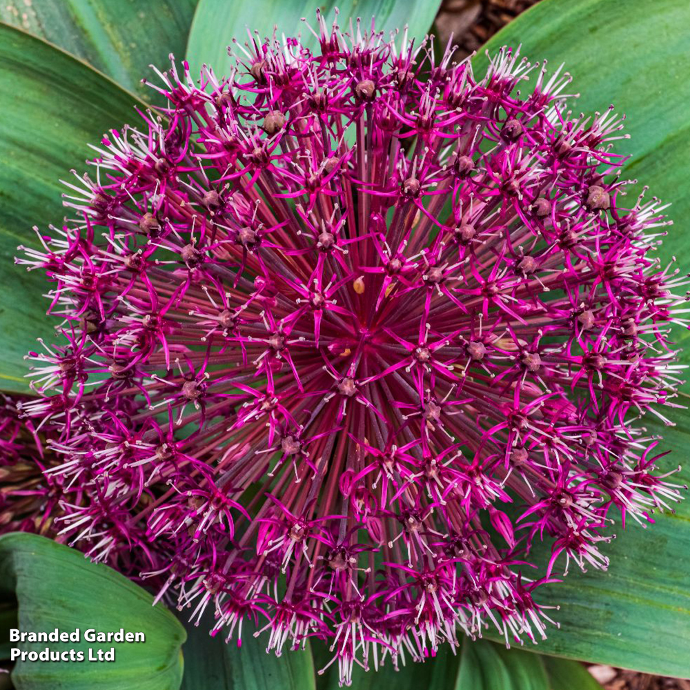 Allium nevskianum image