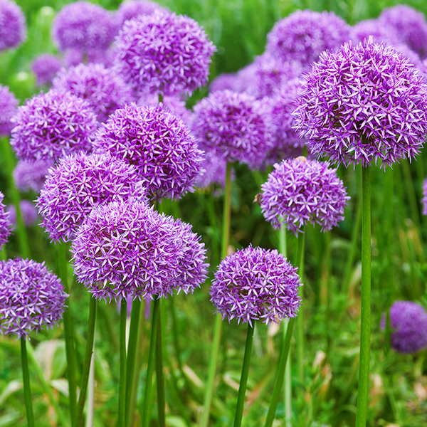 Allium 'Purple Sensation' image