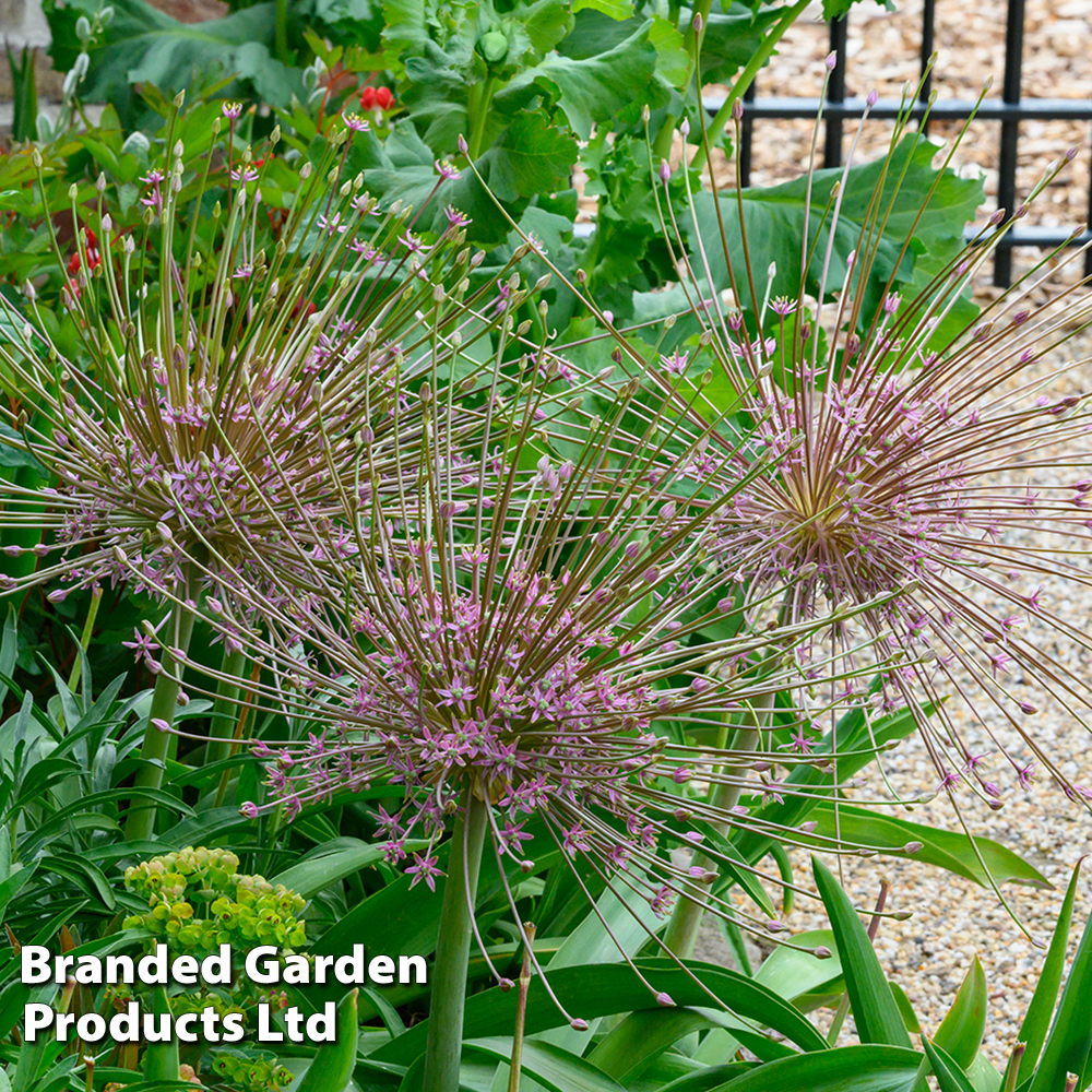 Allium 'Schubertii' image