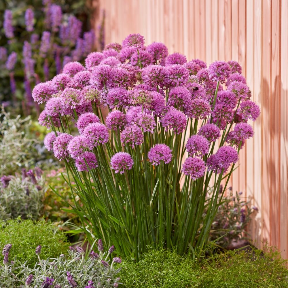 Image of Allium companion plant for gooseberry