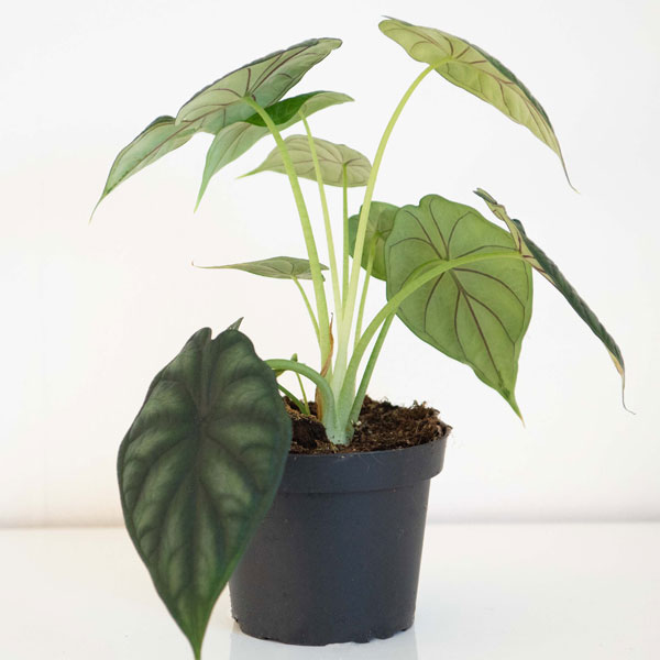 Alocasia 'Dragon Scale' image