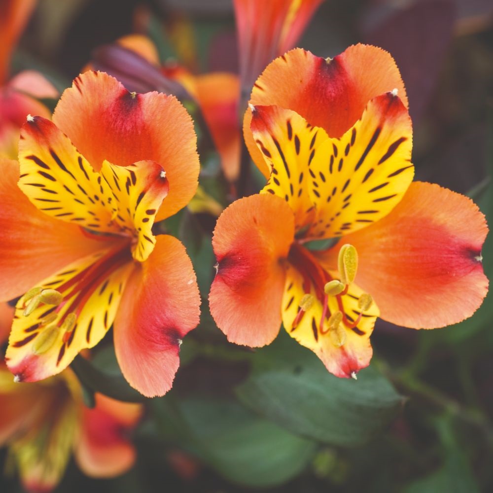 Alstroemeria 'Indian Summer' image