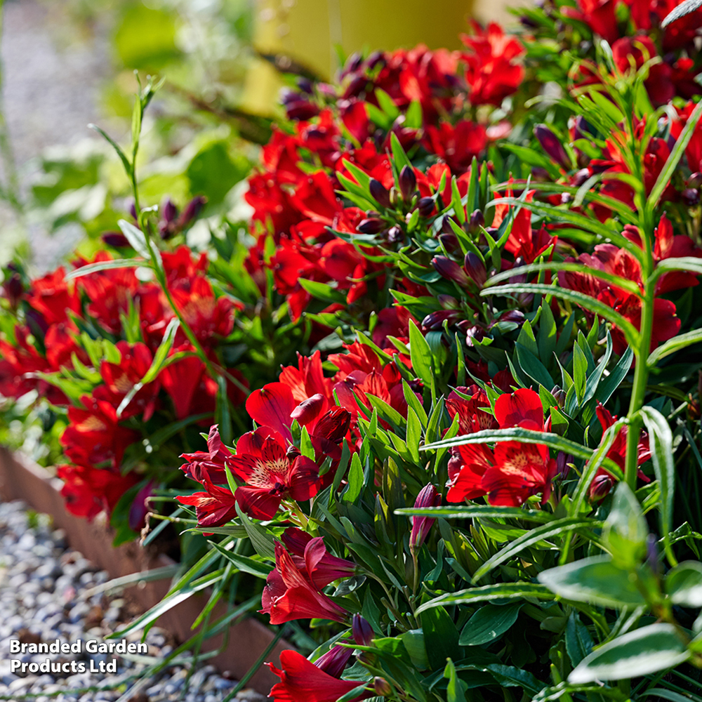 Alstroemeria 'Inticancha Doba' image