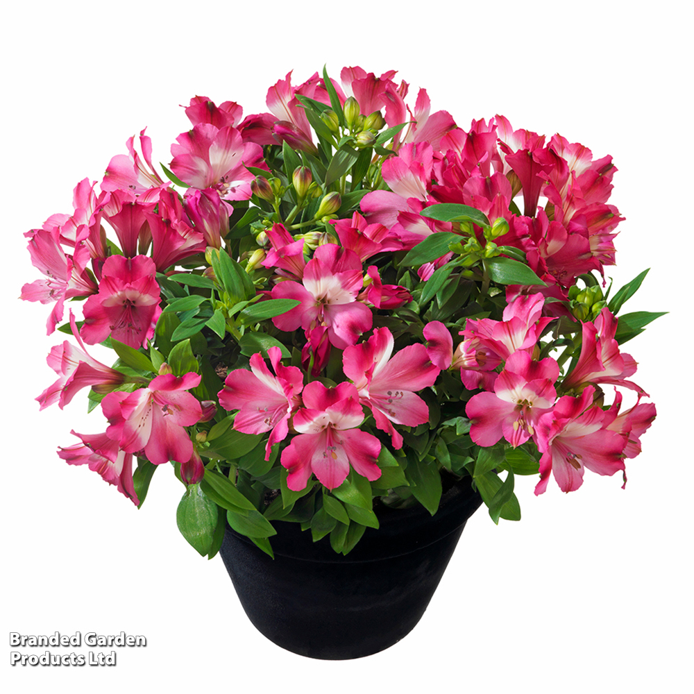 Alstroemeria 'Inticancha Romance' image