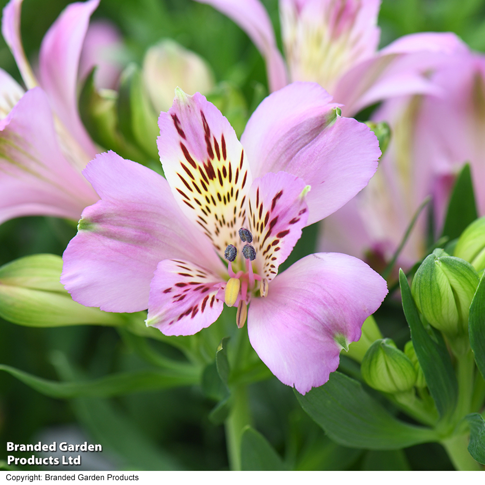 Alstroemeria 'Inticancha Navayo' image