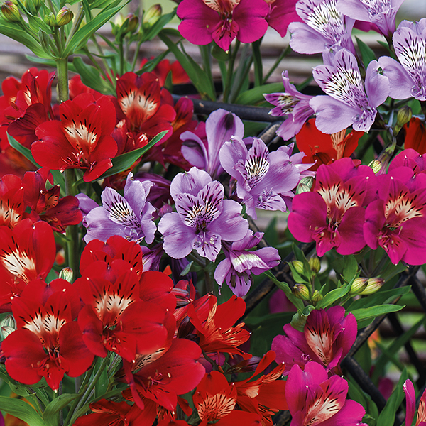Alstroemeria 'Tree Everest Mix' image