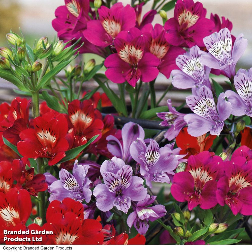 Alstroemeria 'Tree Everest Energy' image