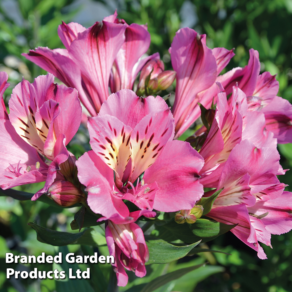 Alstroemeria 'Summer Saint' image