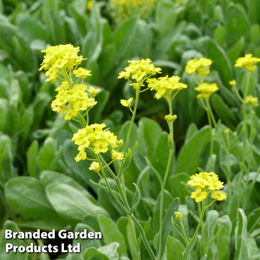 Alyssum saxatile image