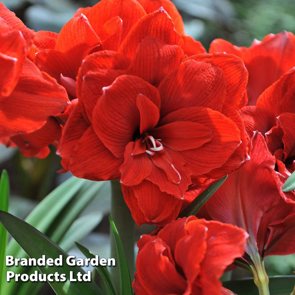 Amaryllis 'Double Dragon' image