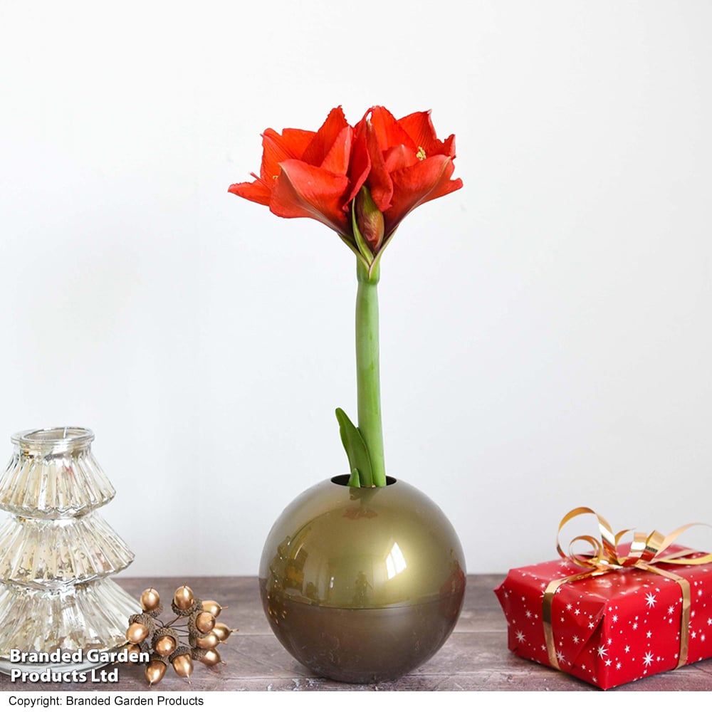 Amaryllis In Globe image