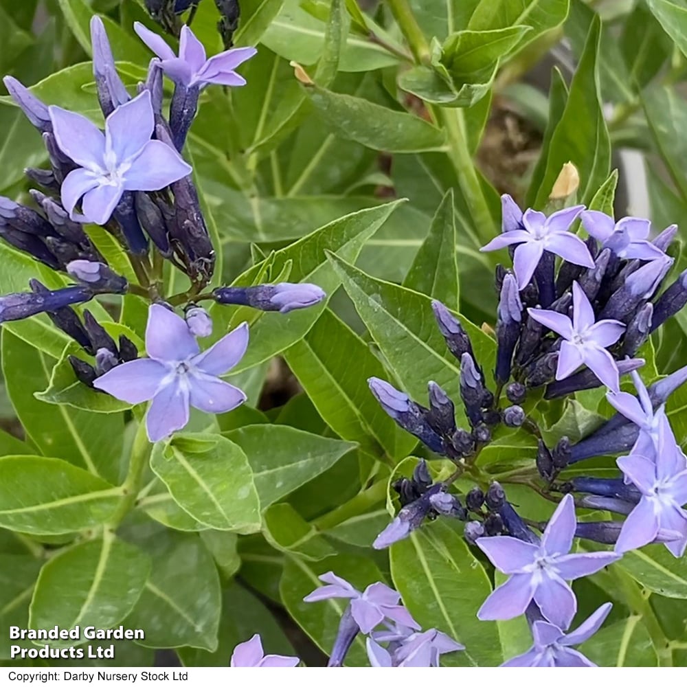 Amsonia tabernaemontana 'Blue Ice' image
